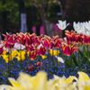 艶やかな花壇２