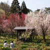 花桃の公園(枝垂桜添え)