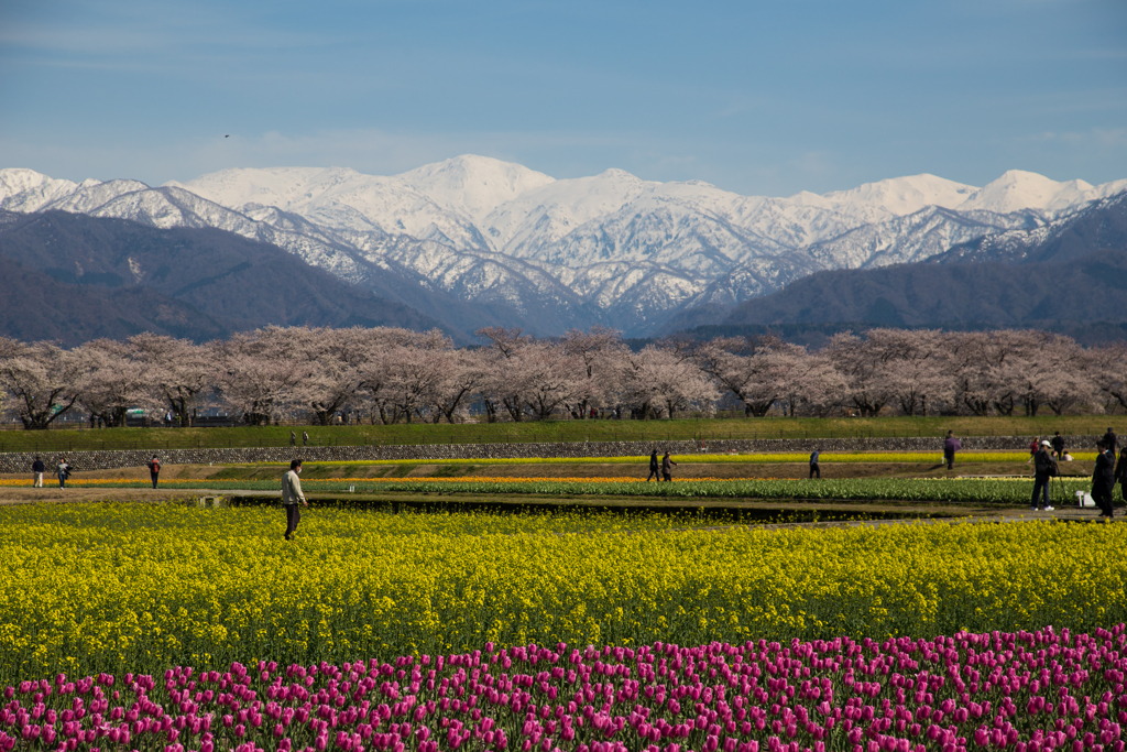 今年は、まぁ四重奏