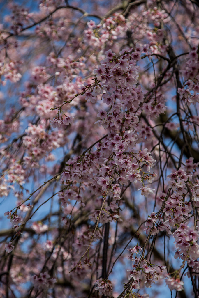 2020新種に登録の桜