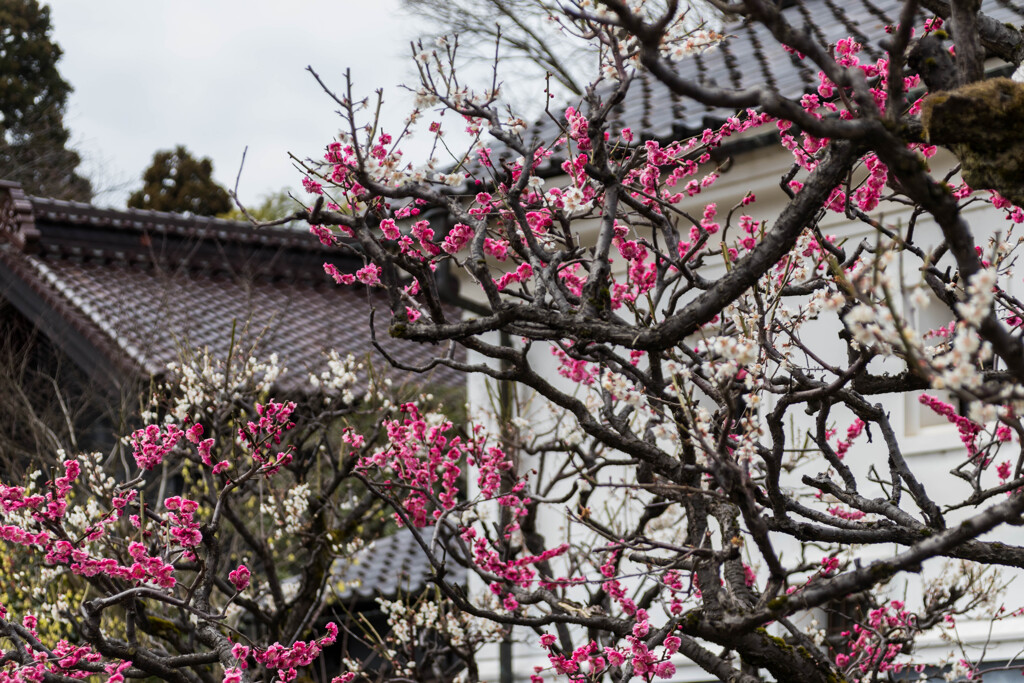 北陸の花便り