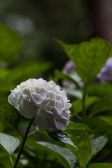 太閤山ランドの紫陽花１