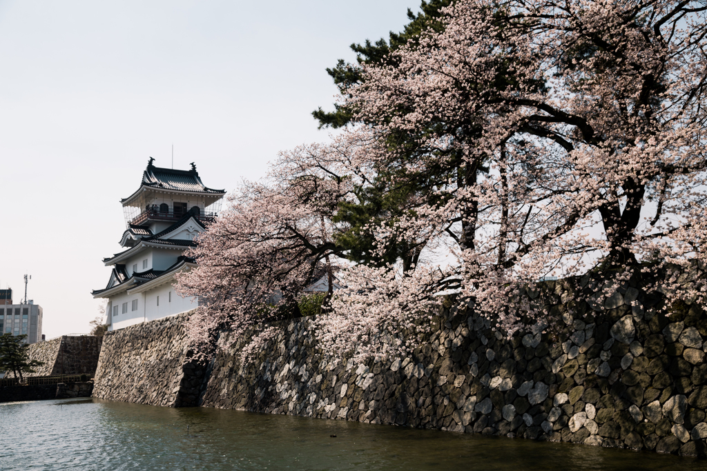 富山の桜