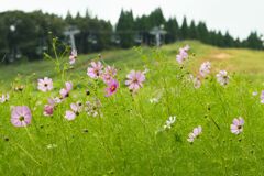 咲き始めた秋桜２