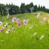 咲き始めた秋桜２