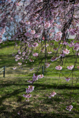 2020新種に登録の枝垂れ桜