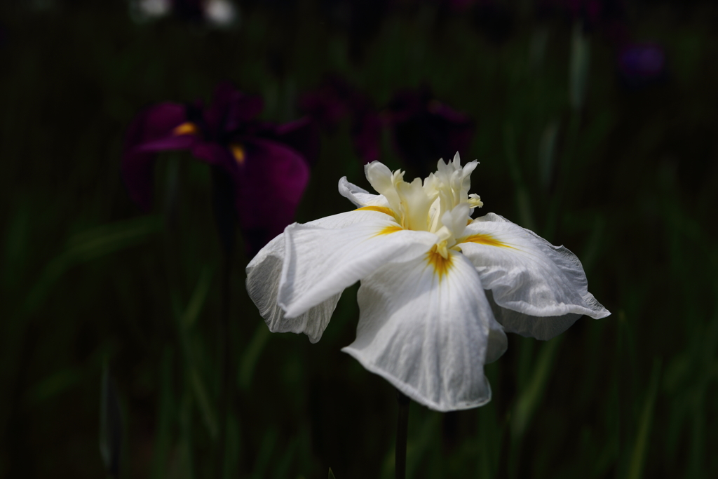 花菖蒲１