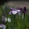 花言葉は「優雅」