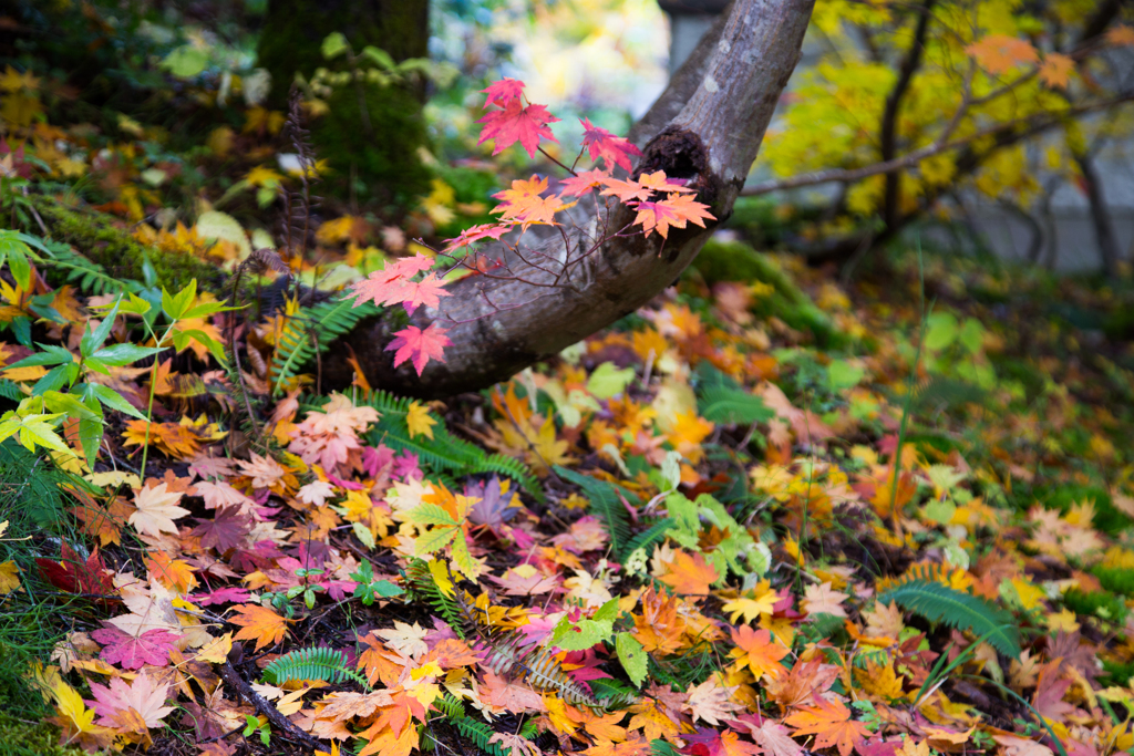 小枝でも紅葉