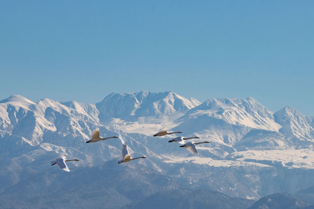 立山と白鳥