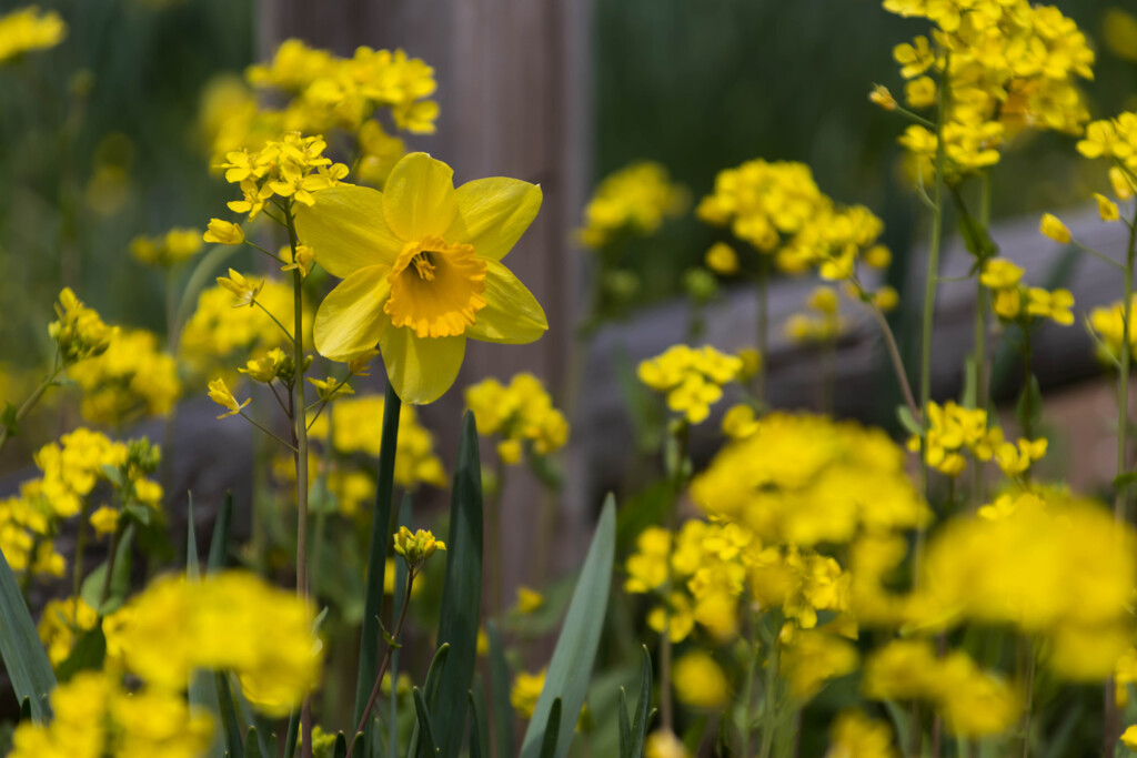 菜の花に囲まれて