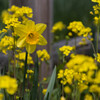 菜の花に囲まれて