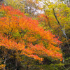 大倉峠登山道　紅葉