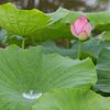 雨上がり