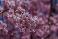 枝垂れ桜２