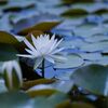 睡蓮２