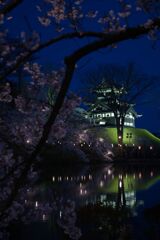 高田城址公園の桜・夜の部