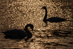 朝日の輝きの中で