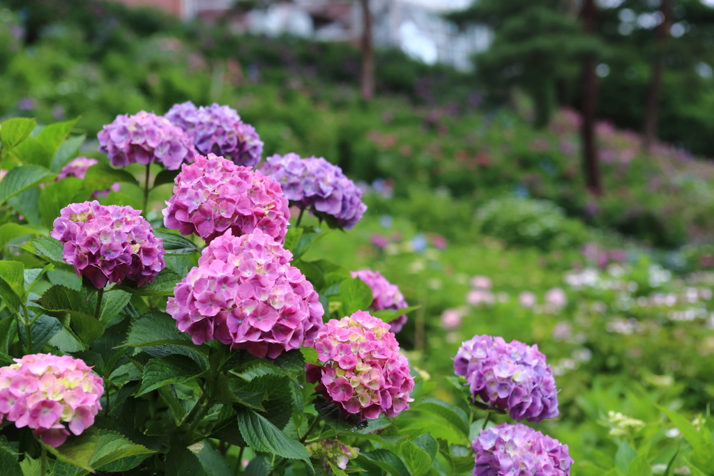 紫陽花２