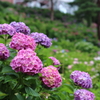 紫陽花２