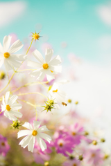 秋桜１