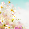 秋桜１