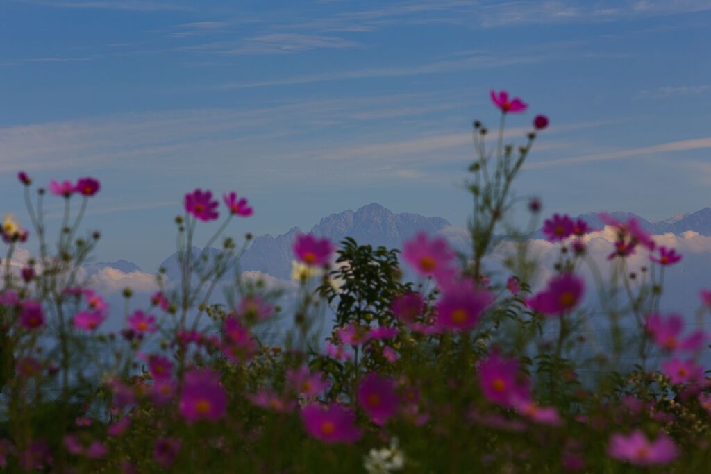 剣岳と秋桜