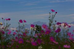 剣岳と秋桜