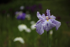 花菖蒲２