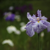 花菖蒲２