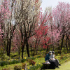 花桃の公園(のんびり)