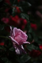 あいやまガーデンの薔薇２