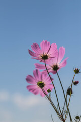 秋桜２