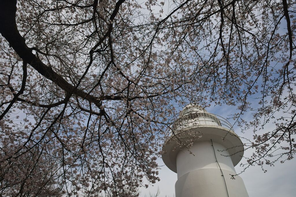 岩崎ノ鼻灯台と桜１