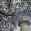 岩崎ノ鼻灯台と桜１