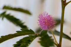 おじぎ草