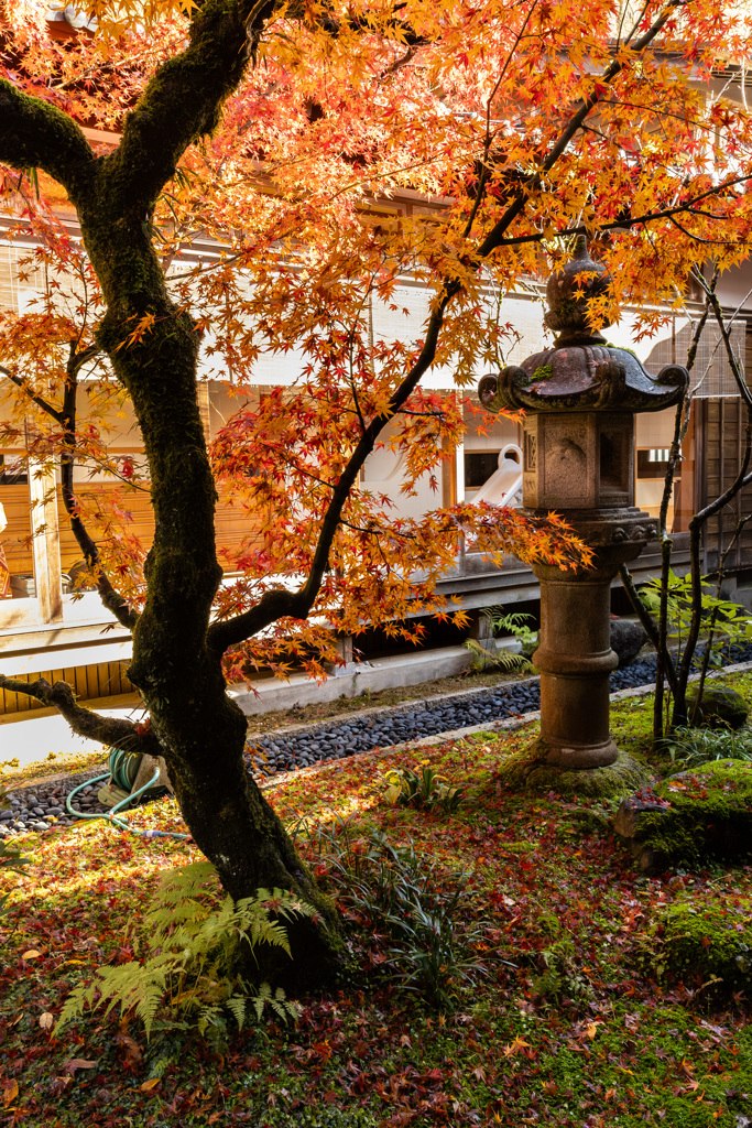 紅葉に囲まれた寺の中庭