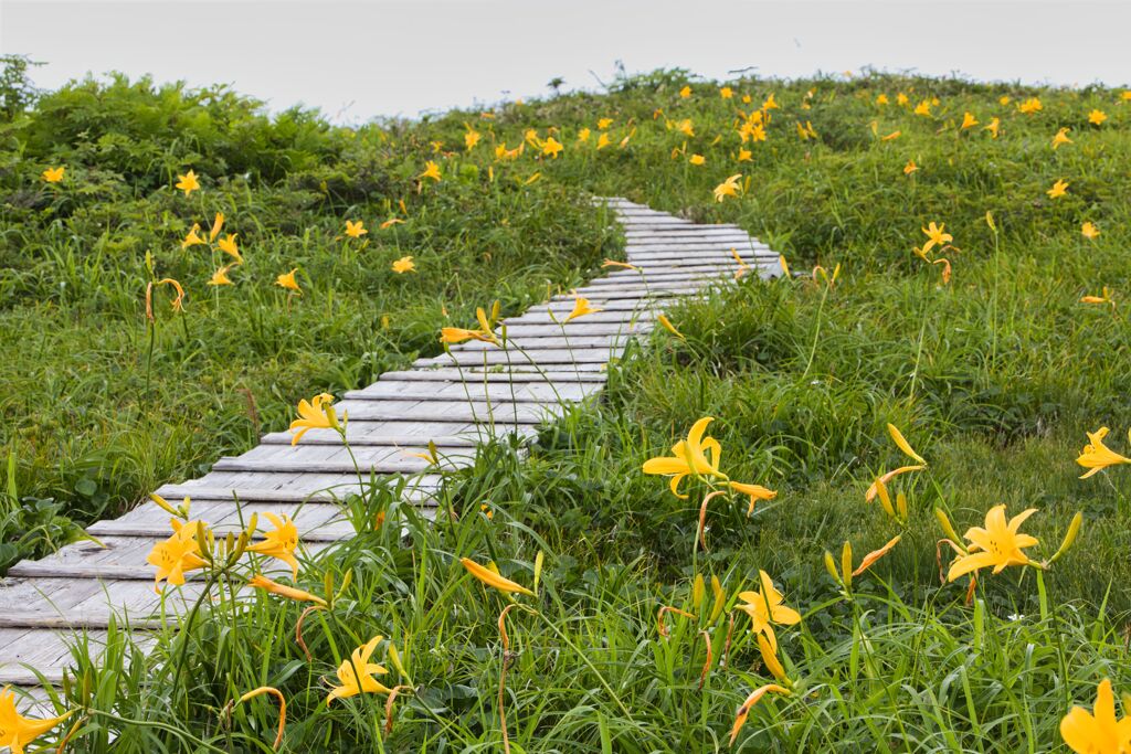 山の花園３