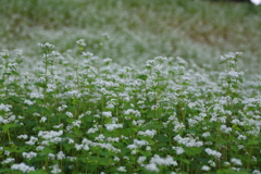 蕎麦の花