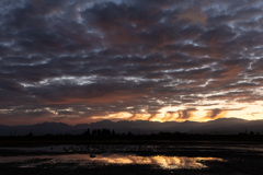 白鳥と朝焼け(一時焼け)２