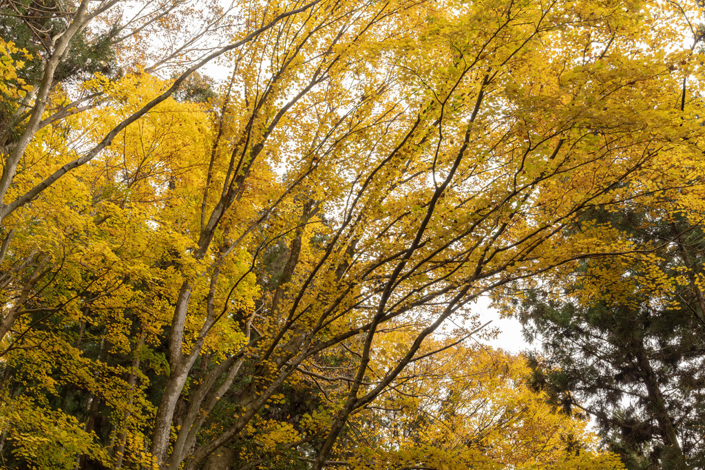 阿弥陀山清水寺の紅葉７