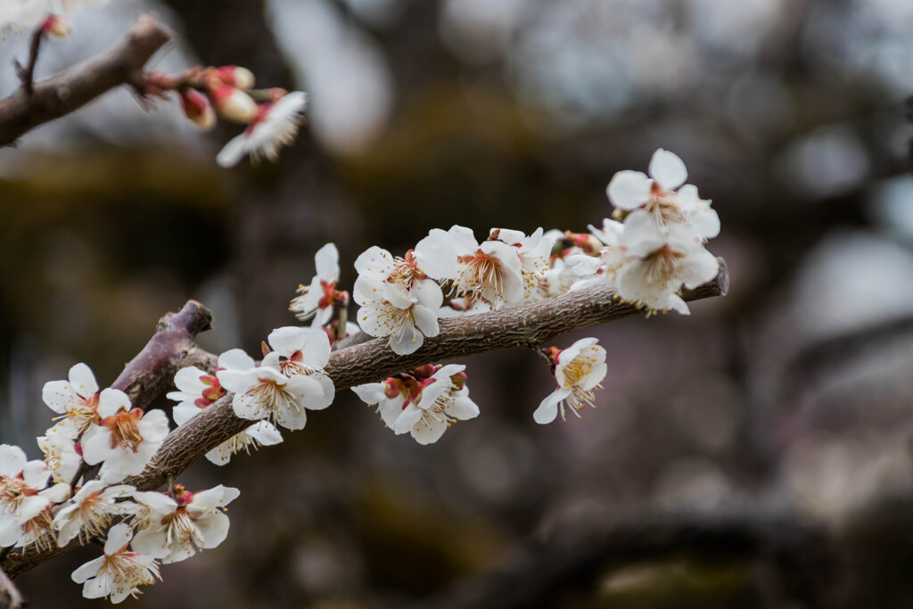 見頃の梅の花