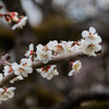 見頃の梅の花