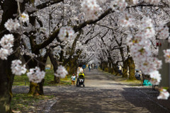 桜のトンネル