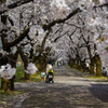 桜のトンネル