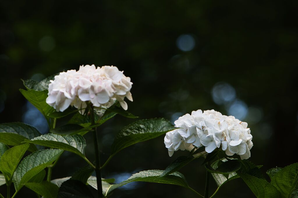 雨の降らない梅雨に咲いた紫陽花２