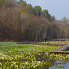 飛騨　池ケ原湿原