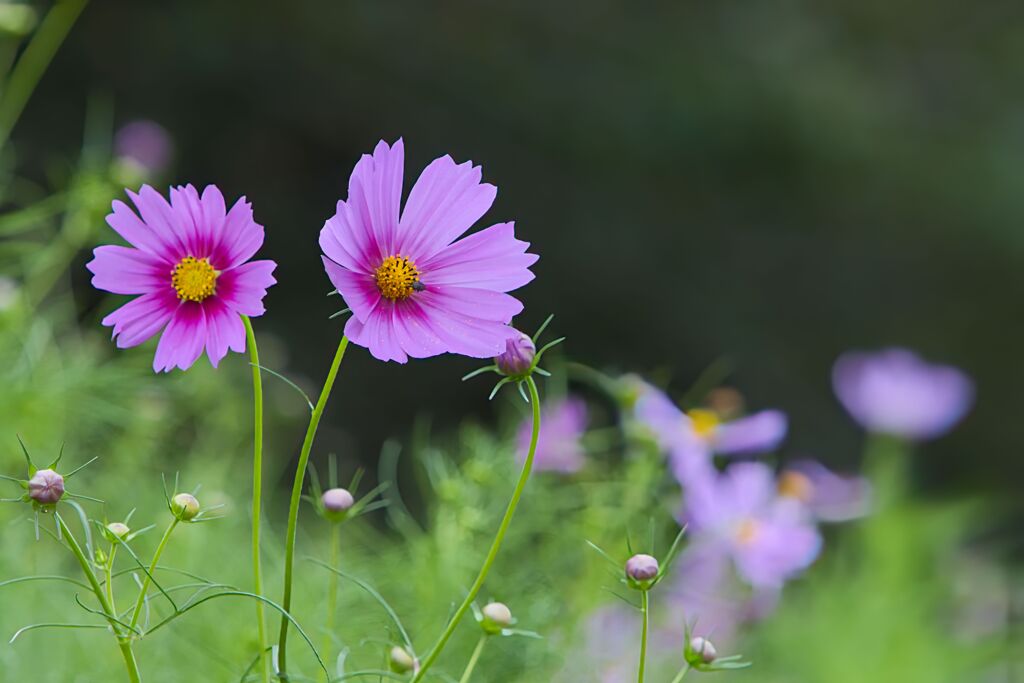咲き始めた秋桜１