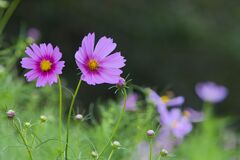 咲き始めた秋桜１