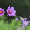 咲き始めた秋桜１